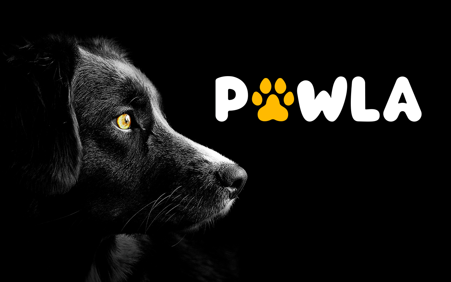 pawla-dog-pic